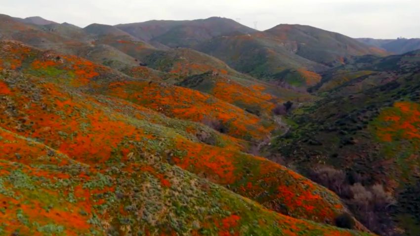 super bloom southern california 2019