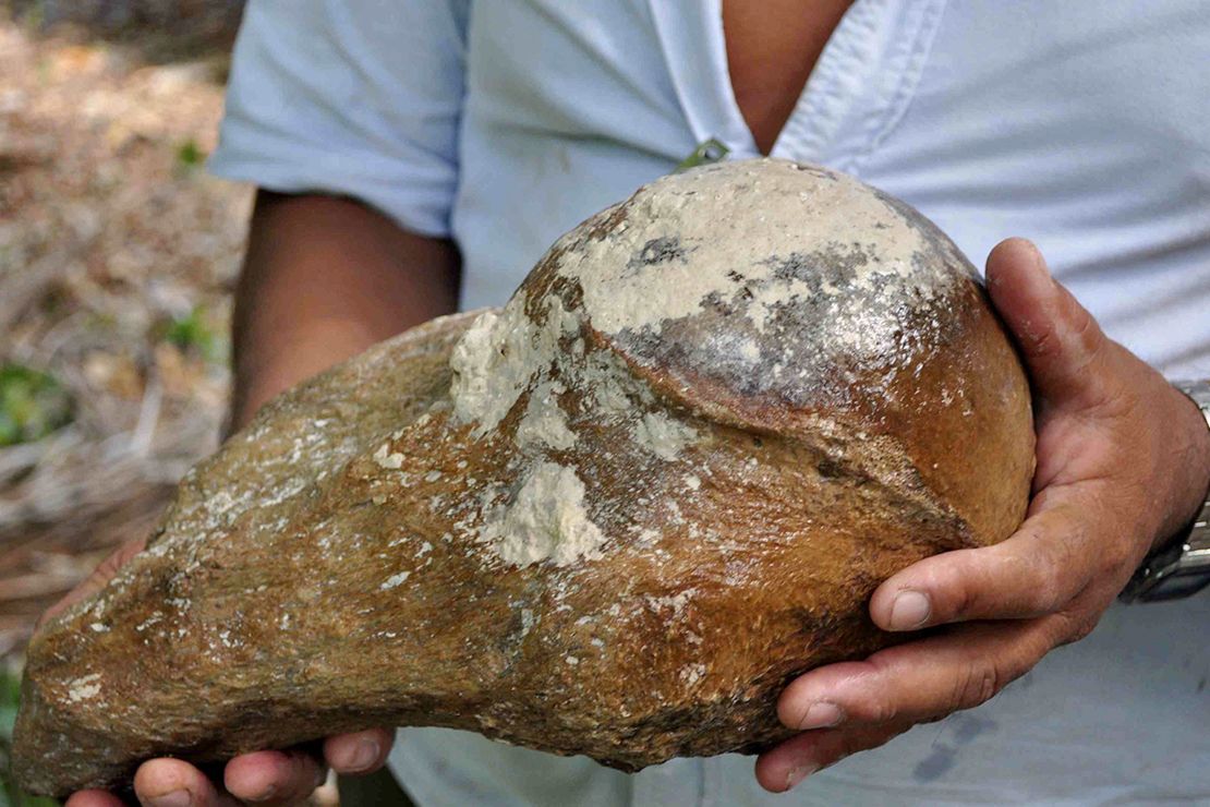 Part of the extinct giant sloth's upper humerus was also recovered.