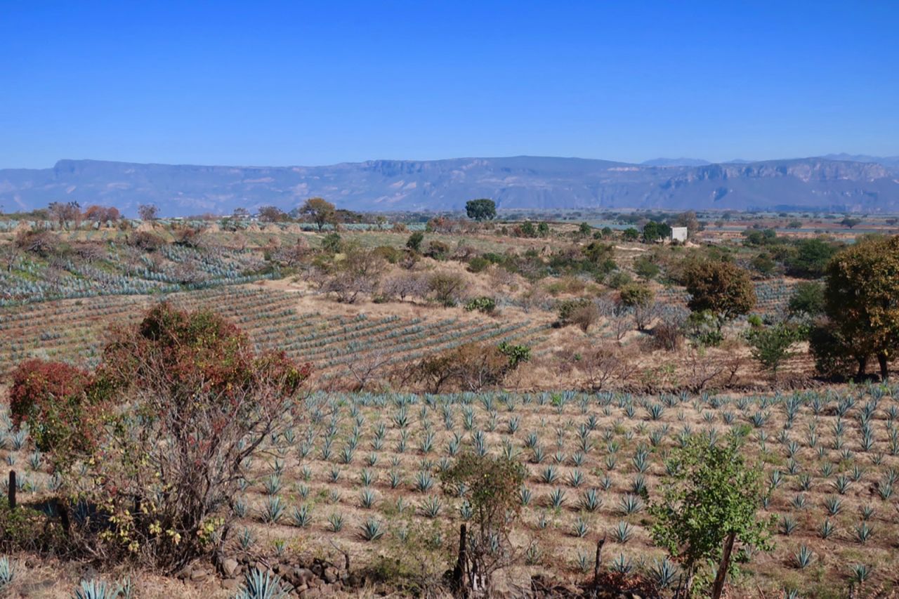 <strong>Agave fields: </strong>The Jose Cuervo Express passes through endless fields and gives travelers a look at the Jalisco countryside.