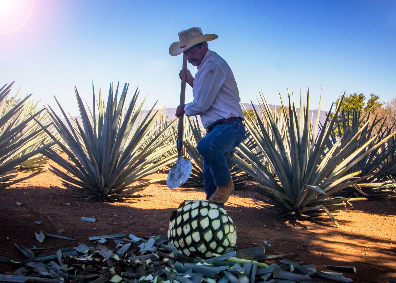 <strong>Division of labor:</strong> Mexican farmers (jimadors) wearing cowboy hats cultivate and harvest the prickly cactus-like agave plants.