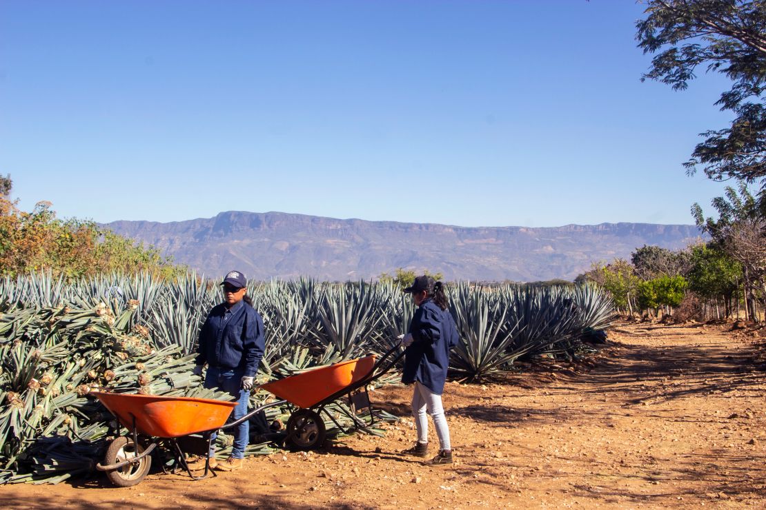 The women sort the hijuelos by size and by strength at Jose Cuervo agave fields in Tequila.
