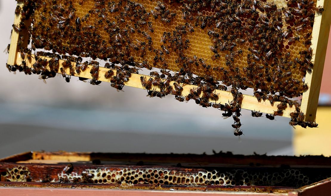 Even bees will benefit from 5G 