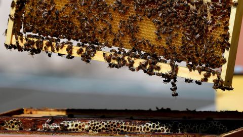 Even bees will benefit from 5G 