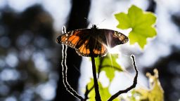 A Monarch butterfly (Danaus plexippus) is pictured at the oyamel firs (Abies religiosa) forest, in Ocampo municipality, Michoacan State in Mexico on December 19, 2016. 
Millions of monarch butterflies arrive each year to breed at the oyamel firs forest in Michoacan State, after travelling more than 4,500 kilometres from the United States and Canada. / AFP / ENRIQUE CASTRO        (Photo credit should read ENRIQUE CASTRO/AFP/Getty Images)