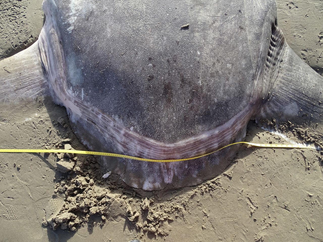 Researchers measured the clavus, which is distinctive in the hoodwinker sunfish.