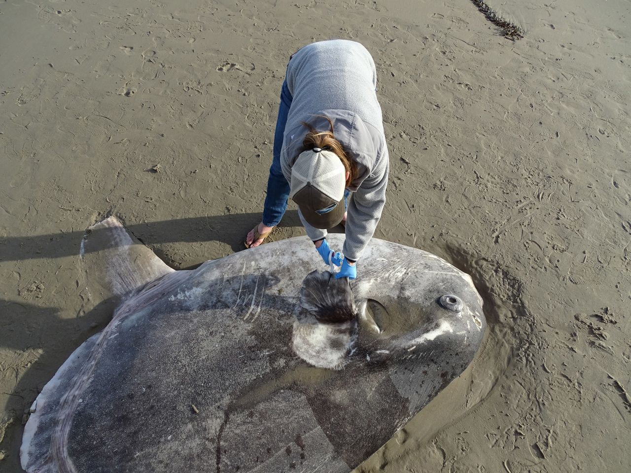 The hoodwinker sunfish was found on a beach in California.