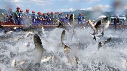 Chinese fishermen gather to harvest some 30,000 kilogrammes of fish from Qiandao Lake in Hangzhou, in eastern China's Zhejiang province on September 21, 2010.  