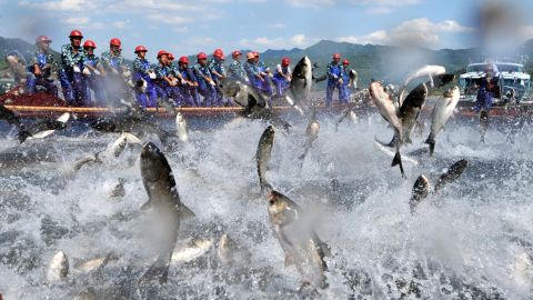 Fishermen gather to harvest fish in Hangzhou in eastern China. 