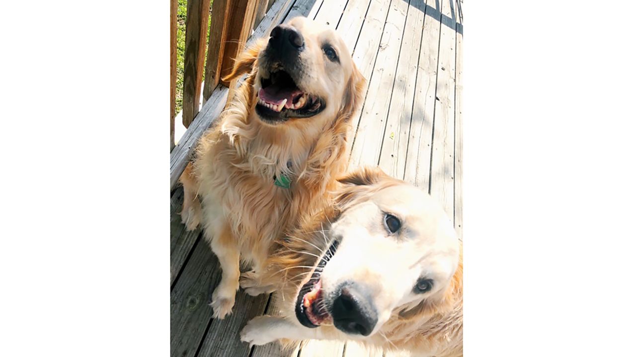 Ranger and Kota send love. "We are thinking of you Emma and we are sending you some puppy cuddles."