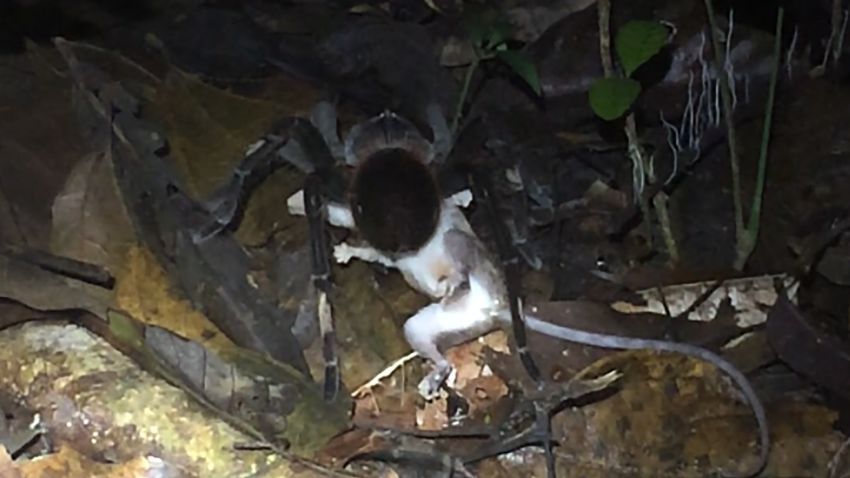 A dinner plate-sized tarantula preys on a mouse opossum in Peru.