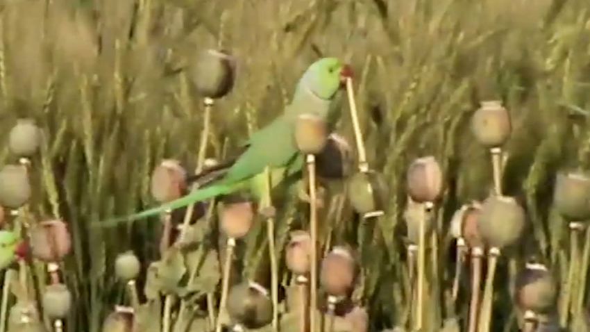 India Opium Parrots 3