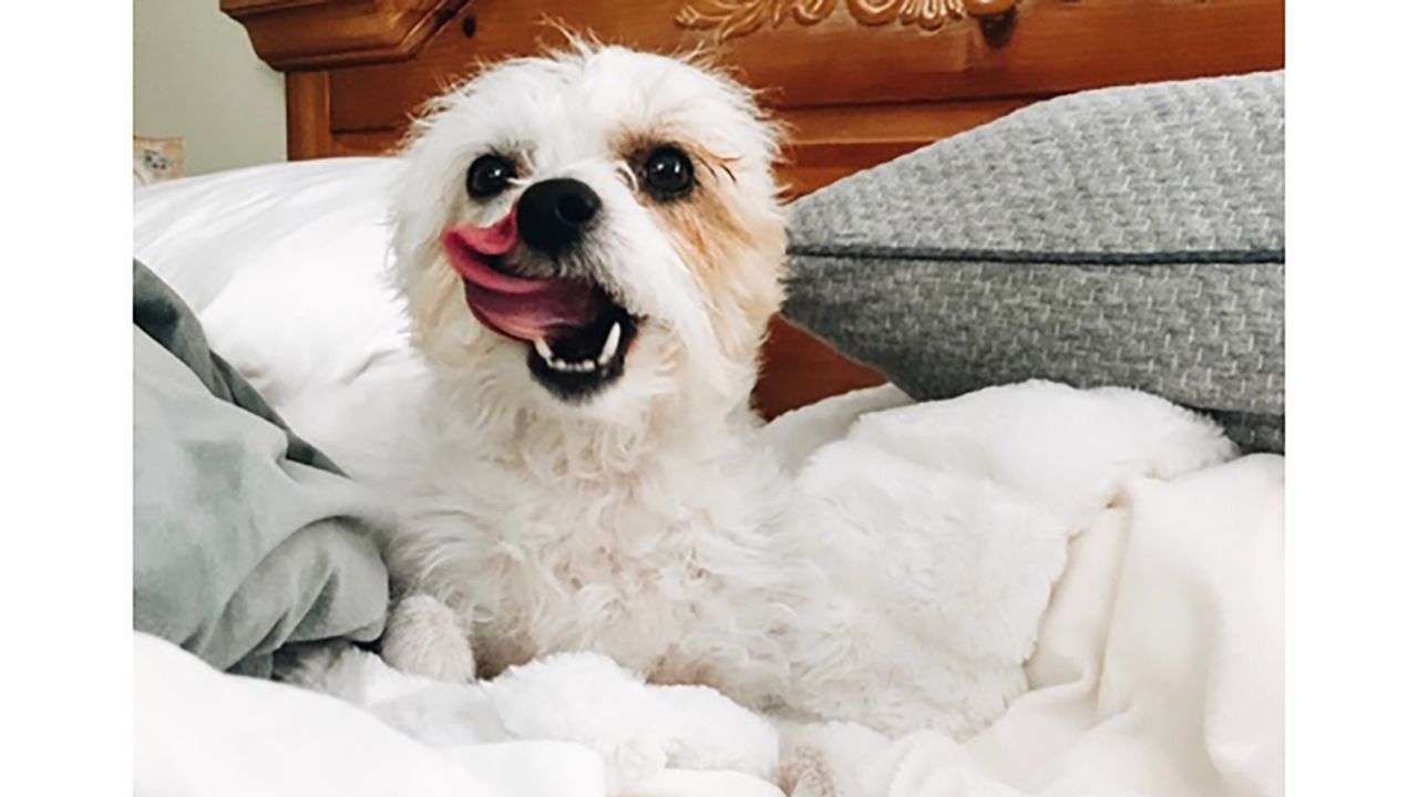 One of 80,000 dog photos sent to Emma Mertens from pet owners worldwide. This one's name is Ginger.