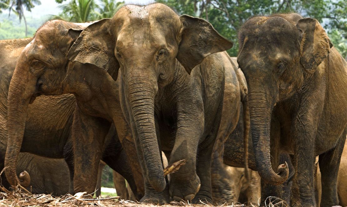 The rainforest is inhabited by Asian elephants, among other wildlife.