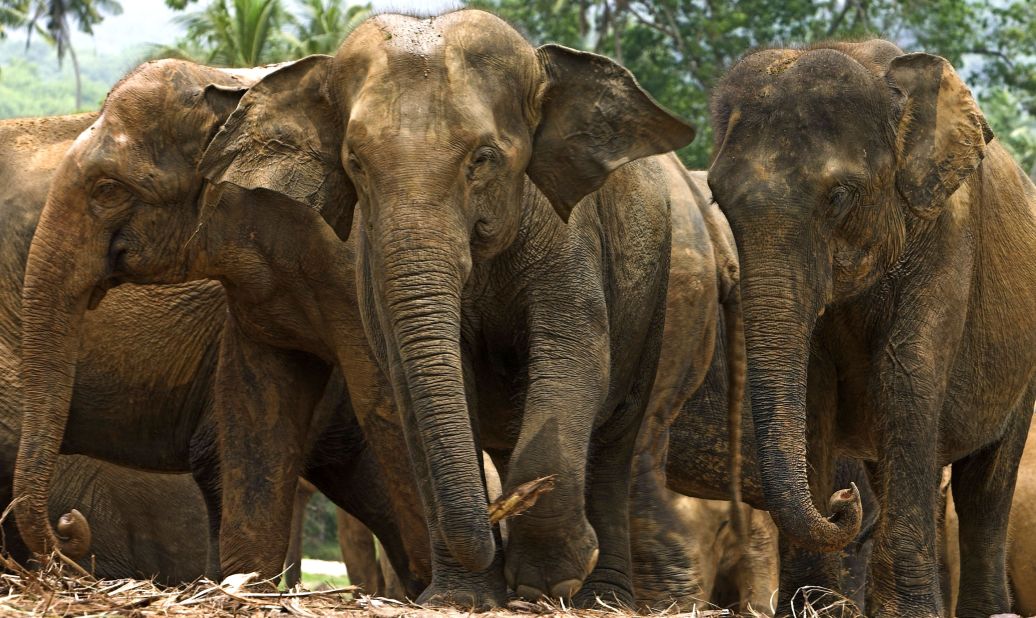 <strong>Endangered animals: </strong>The reserves are home to endangered mammals like the Asian elephant, the Malayan gaur, the Malayan tapir and the Malayan tiger.