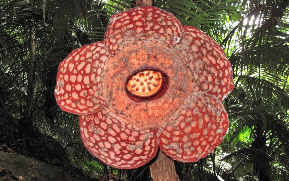 <strong>World's largest blooms: </strong>The area home to rafflesia "corpse flowers," said to produce the largest individual bloom on earth. Unfortunately, they also give off an odor of decaying flesh.  