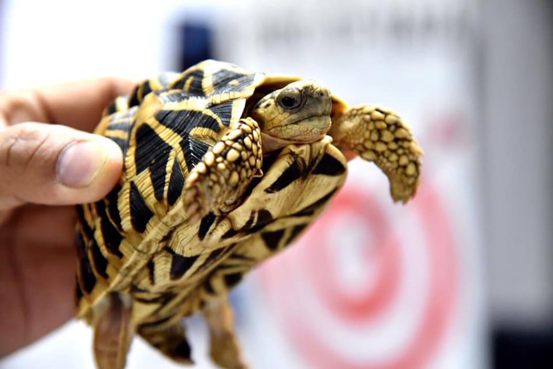 One of the turtles discovered is shown by customs officials.