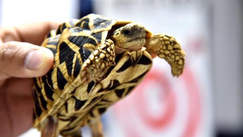 One of the turtles discovered is shown by customs officials.