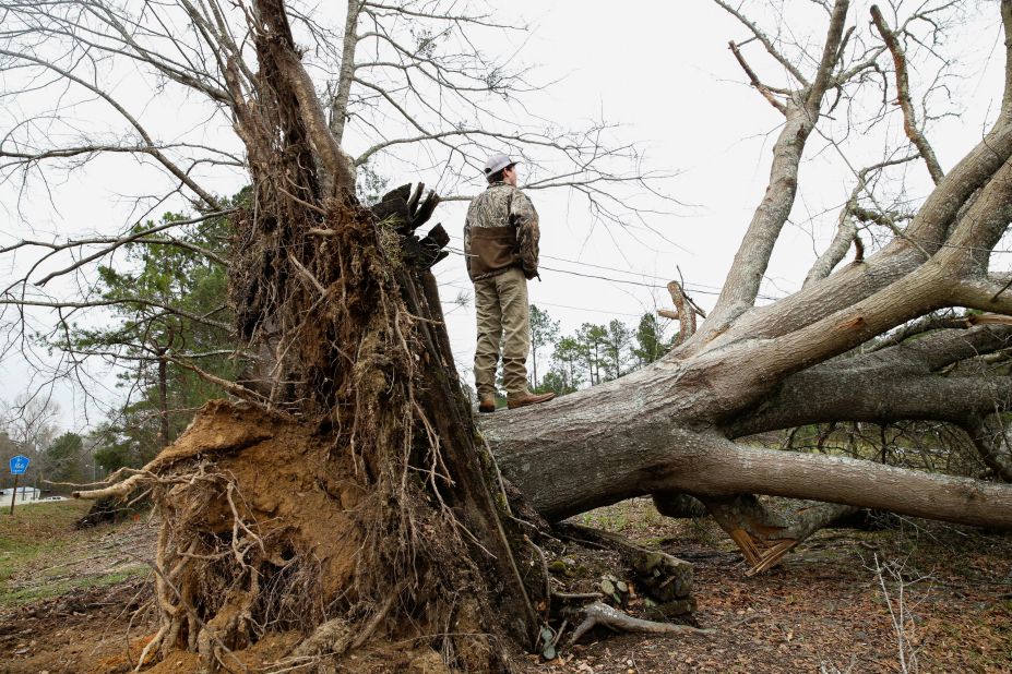 A young man stands on a tree that was uprooted in Beauregard.