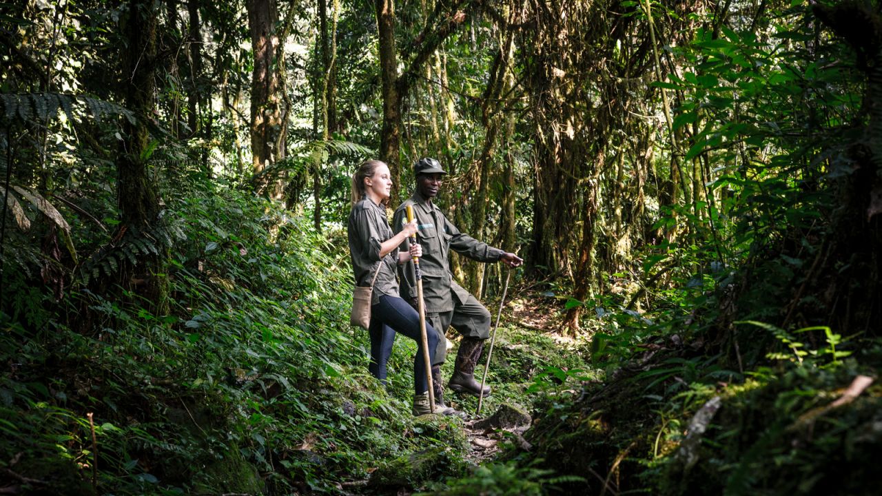Uganda's Bwindi Impenetrable Forest boasts many of the world's remaining mountain gorillas.