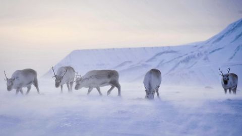 When rain freezes and forms ice, Svalbard's reindeer are at risk of starvation.