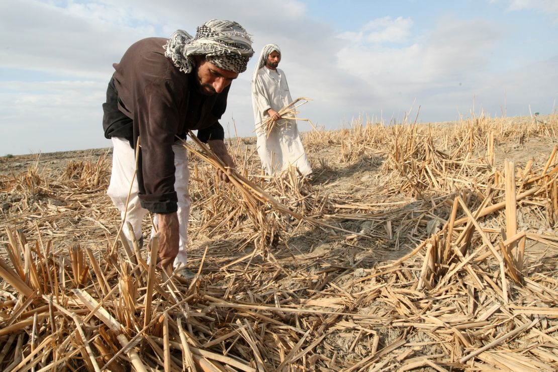 Iraqi marsh Arabs collect the remains of dried out reeds in the Hor or marshes on November 18, 2009. The inhabitants of these ancient marshes are suffering from the slow suffocation of the marshes due to drought triggered by climate change. 