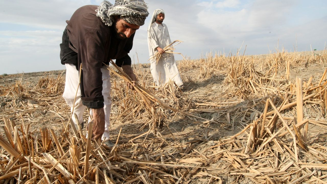 Iraqi marsh Arabs collect the remains of dried out reeds in the Hor or marshes on November 18, 2009. The inhabitants of these ancient marshes are suffering from the slow suffocation of the marshes due to drought triggered by climate change.