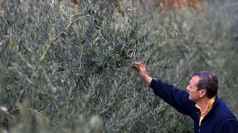 An olive oil farmer checks olives near Florence, Tuscany.
