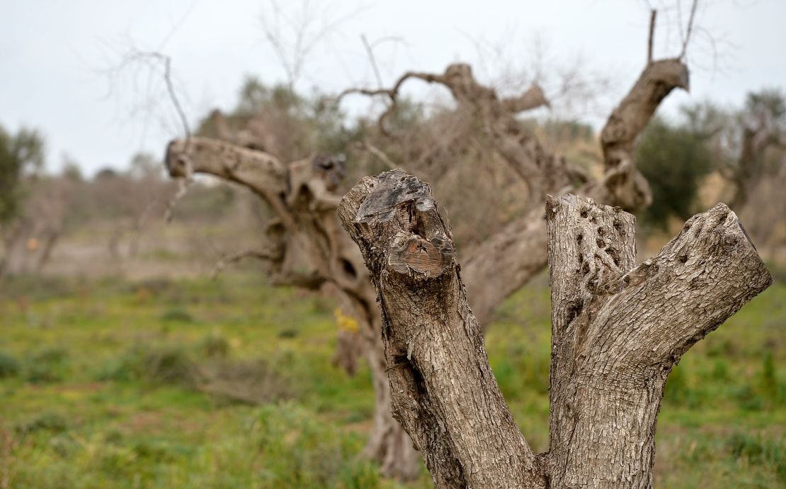 Olive trees infected by bacteria in Puglia in 2016.