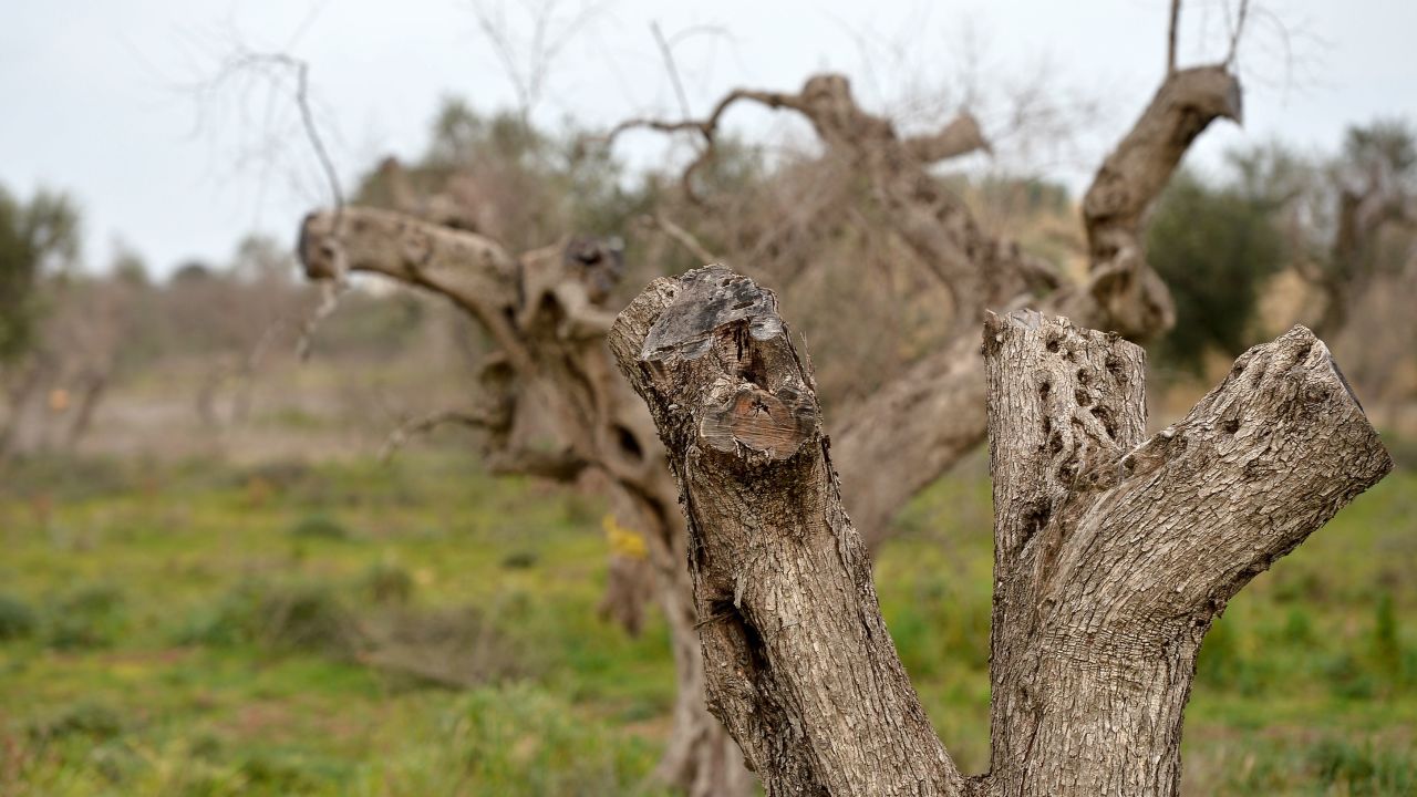 Olive trees infected by bacteria in Puglia in 2016.