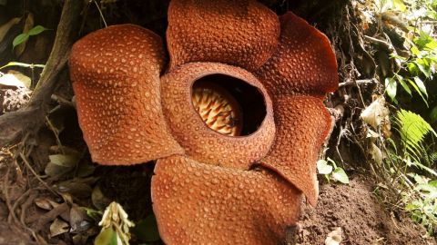 This picture taken in Taba Penanjung, Bengkulu province on July 20, 2016 shows a Rafflesia Arnoldii 'corpse flower'.
Rafflesia Arnoldii is endemic to the rainforests of Sumatra and produces the largest individual flower on earth with an odour of decaying flesh. / AFP / DIVA MARHA        (Photo credit should read DIVA MARHA/AFP/Getty Images)