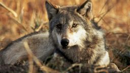This is an undated handout photo of a gray wolf from the U.S. Fish & Wildlife Service. The service announced the status of the wolf was changing from "endangered" to "threatened" to give the service more flexibility to manage gray wolves as the government works to remove the animal from the endangered species list where it has been for 30 years.