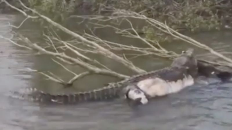 Australian town mourns beloved crocodile shot in the head | CNN