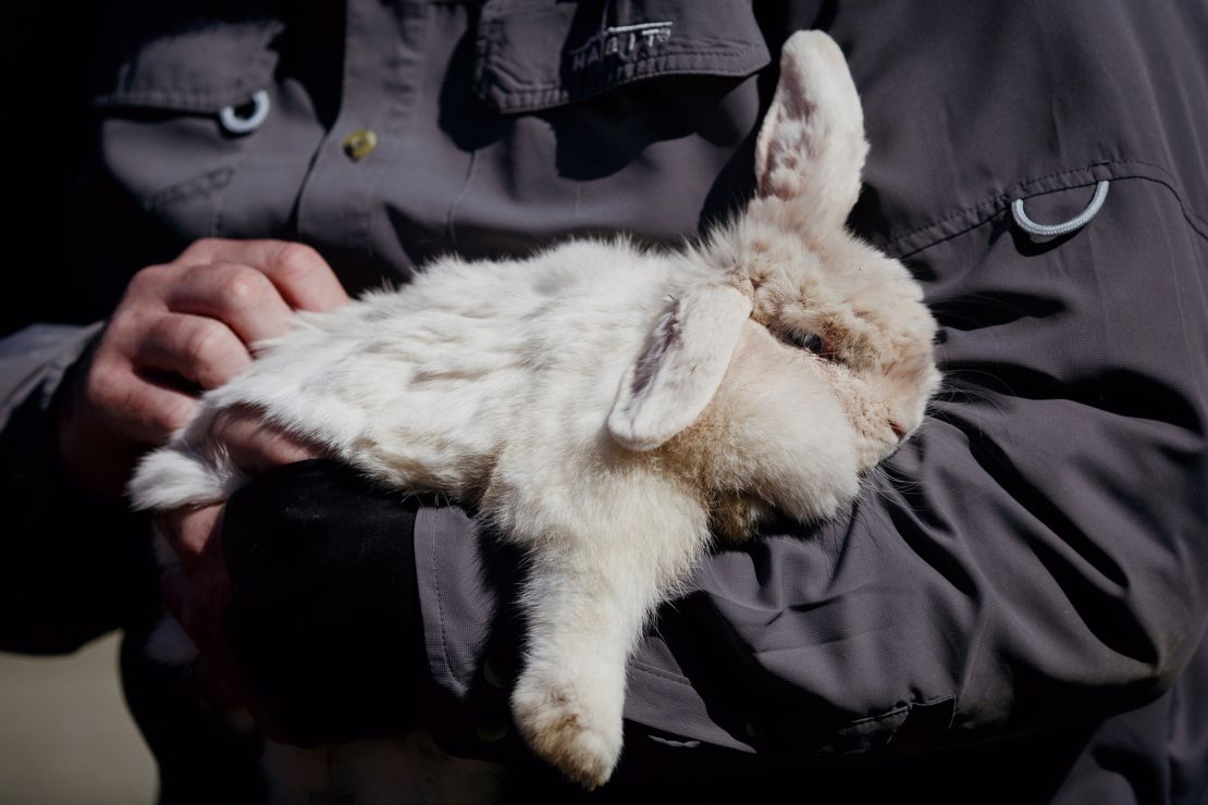 Tornado cleanup volunteer Mike Pooler comforts a bunny fellow volunteer Bobby Dempsey found alive under several feet of rubble. It belonged to a girl who survived and was hospitalized.