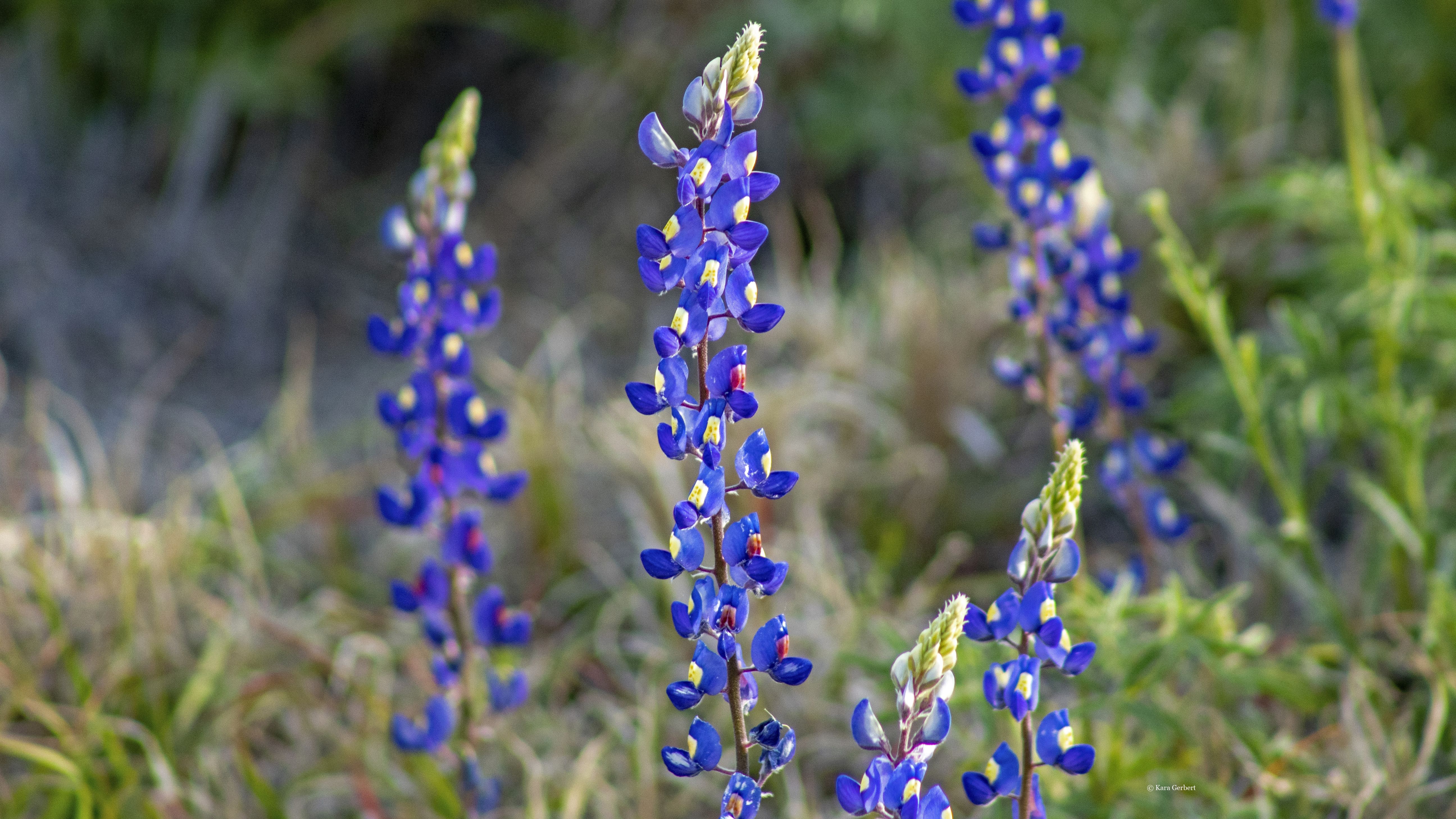 Fleur du désert de Big Bend : Fleurs : Big Bend National Park : Texas :  États-Unis 