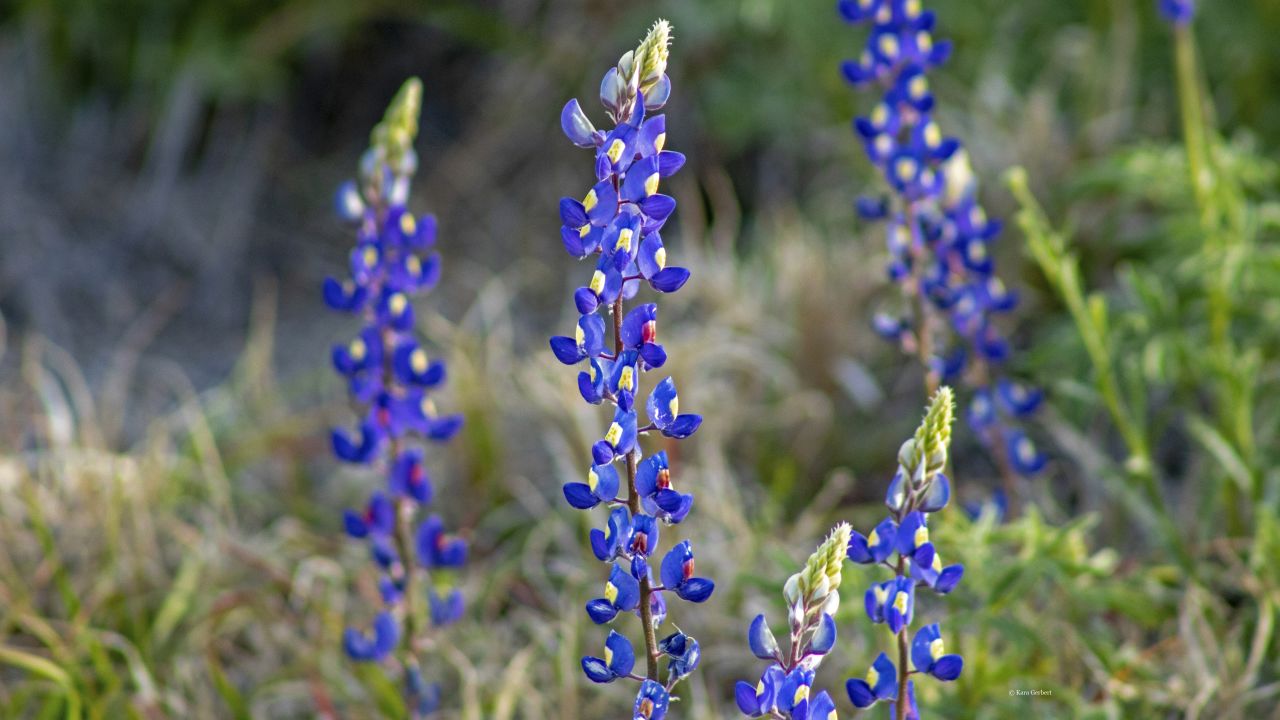 The iconic Texas flower, the bluebonnet, has made its 2019 debut. 