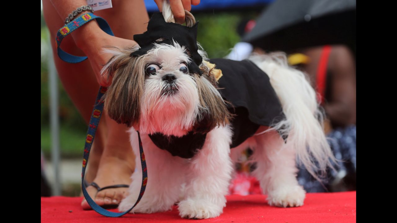 A dog is dressed up for Carnival festivities in Rio de Janeiro on Saturday, March 2.