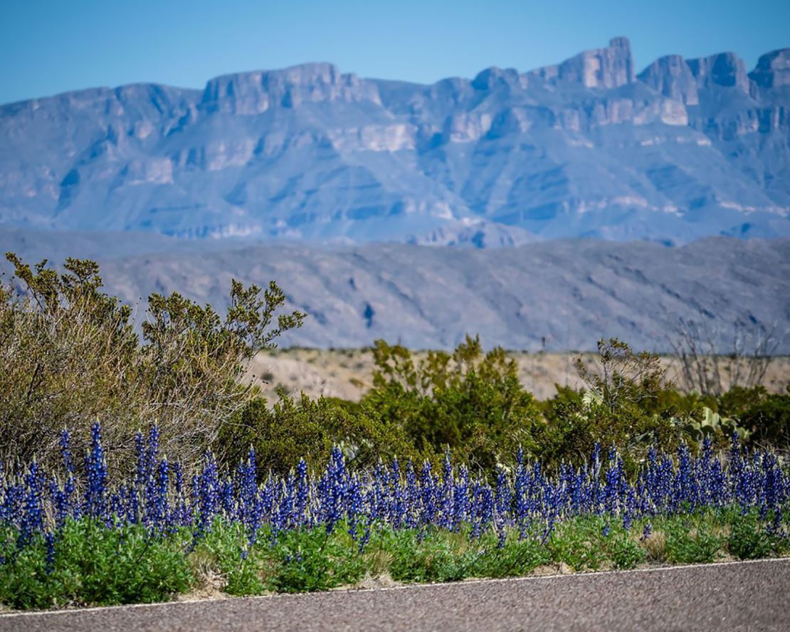 Fleur du désert de Big Bend : Fleurs : Big Bend National Park : Texas :  États-Unis 