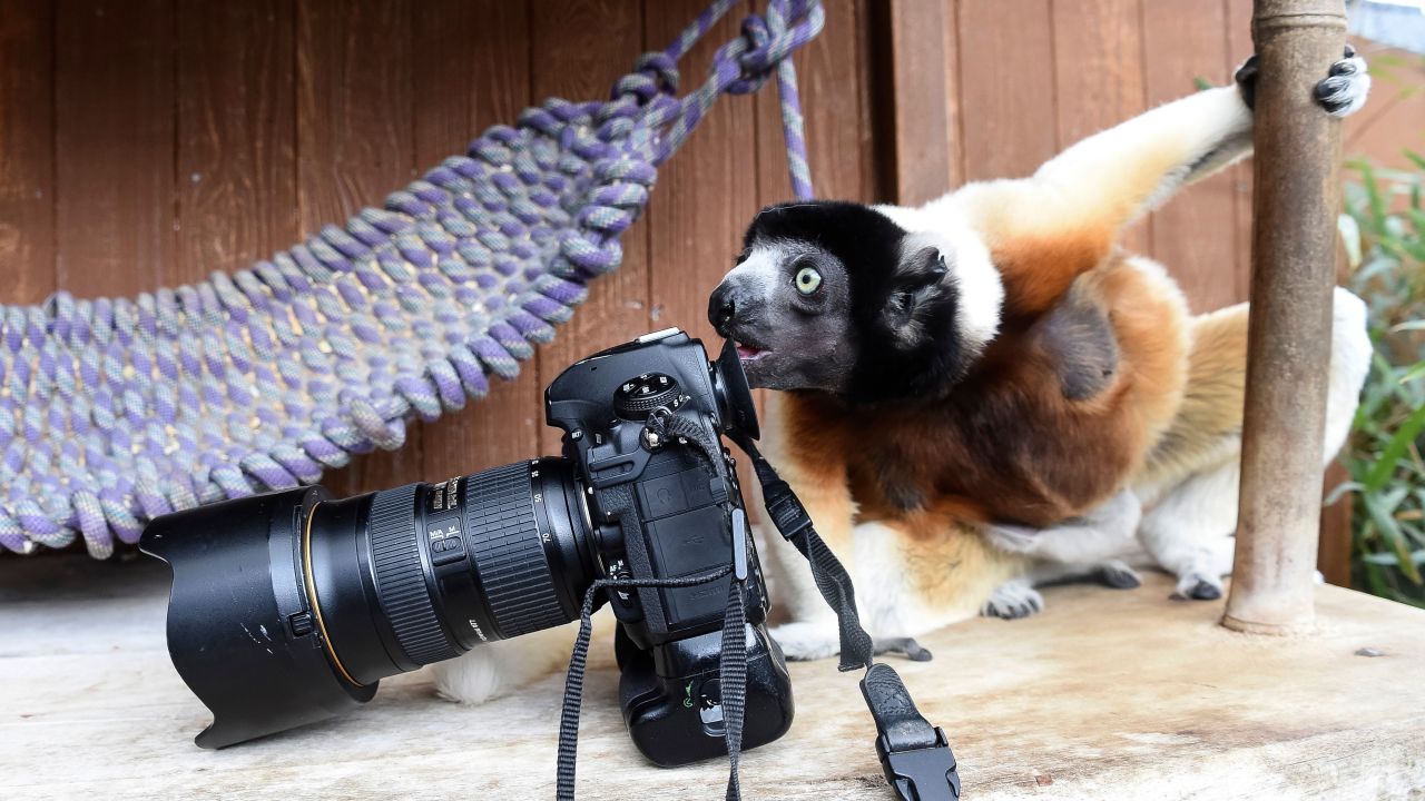 Poppy, a crowned sifaka, inspects a camera at a zoo in Mulhouse, France, on Tuesday, March 5.