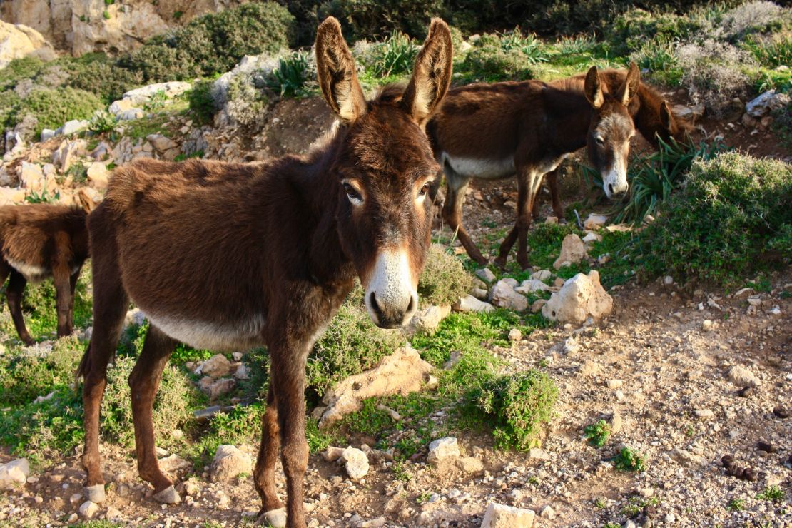 The wild donkeys of North Cyprus look for tourist handouts.