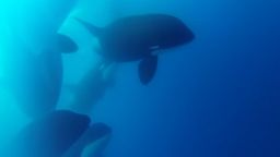 killer whale new species