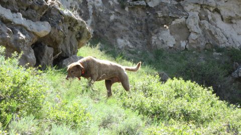 Train, a Chesapeake Bay retriever, sniffs out the poop of elusive animals like jaguars and mountain lions.
