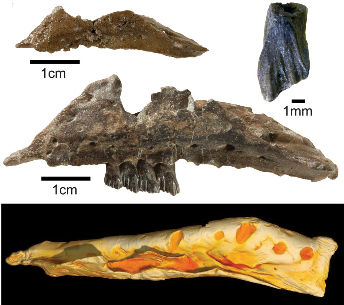 Fossils and a 3D CT model of the newly named dinosaur Galleonosaurus dorisae. 