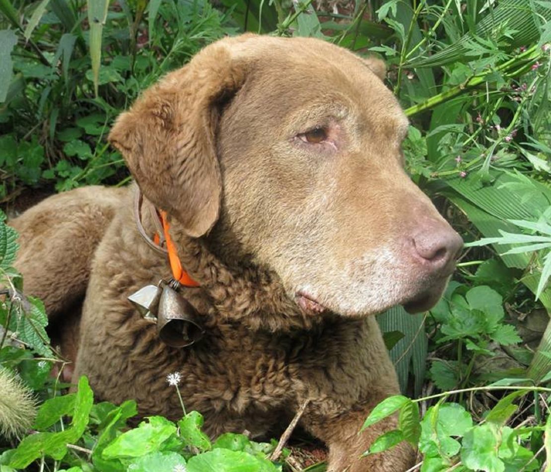 Train is almost 12 and a rescue dog from the Humane Society.