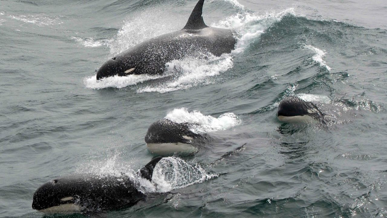 type d killer whales