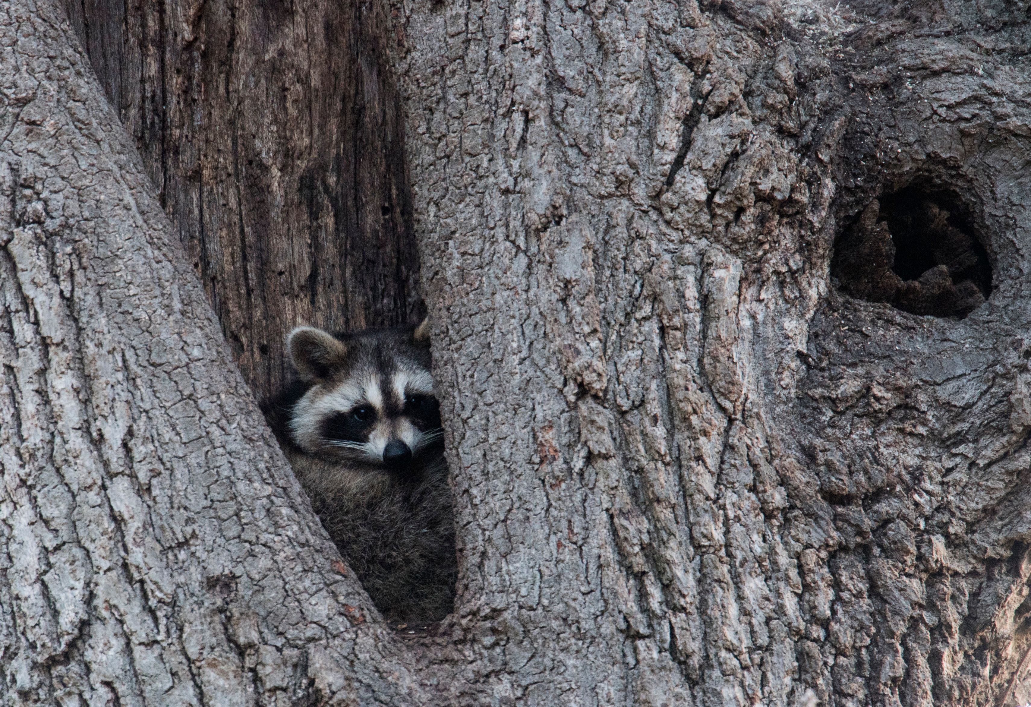 Rabid raccoons are back in Manhattan. Vaccinate your pets, health officials  say | CNN