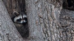 New York City health officials want you to keep your distance from these creatures and other wild animals that can carry rabies.