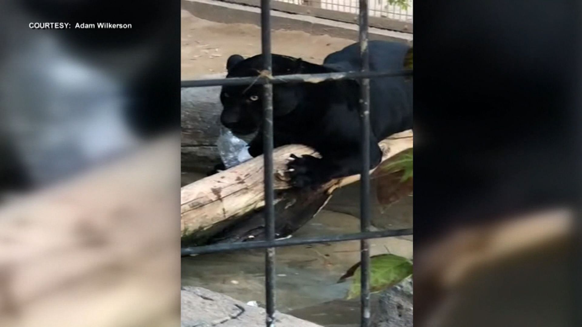 Woman attacked by a jaguar while taking a photo apologizes to the Arizona zoo | CNN Woman attacked by a jaguar while taking a photo apologizes to the Arizona zoo | CNN