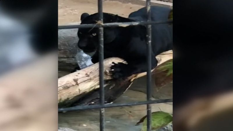 Woman attacked by a jaguar while taking a photo apologizes to the Arizona  zoo | CNN