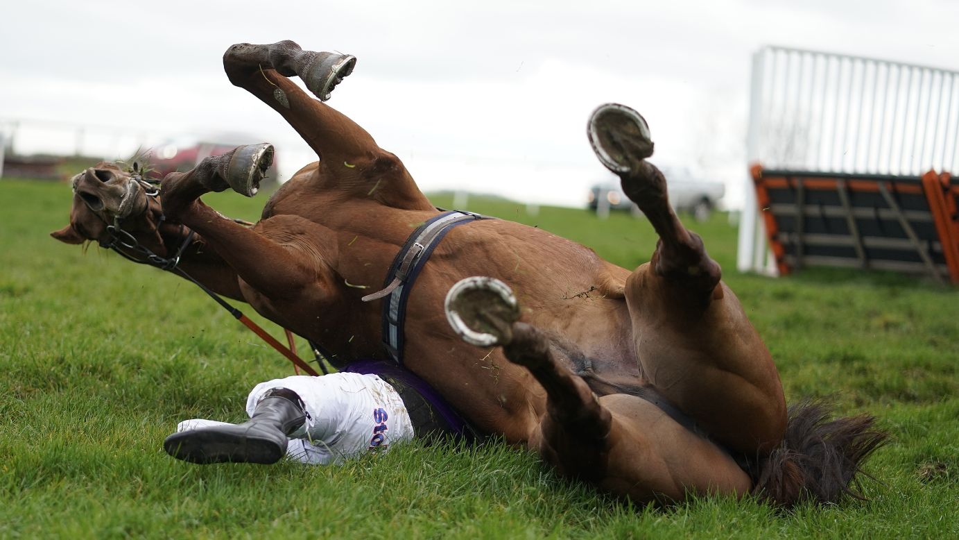 Jockey Harry Kimber is pinned underneath his horse after toppling over the last hurdle at Wincanton Racecourse on Thursday, March 7, in Wincanton, England. Both the horse and the jockey were uninjured.