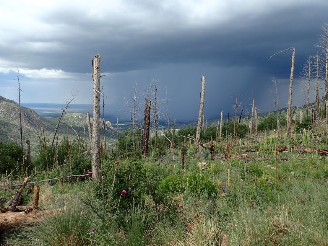 Twelve years after the 2004 Peppin Fire in the Lincoln National Forest, New Mexico, an area previously dominated by conifer forest is now predominantly resprouting shrubs, grasses and exotic plants.